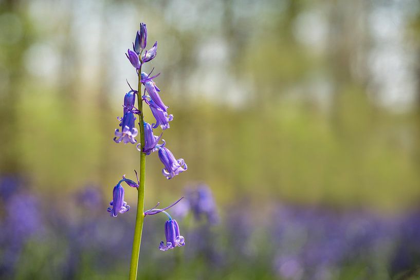 Wild Hyacinth or Boshyacinth (Hyacinthoides non-scripta) by Carola Schellekens
