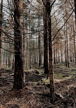 Stillleben Waldgebiet von Esmeé Kiewiet