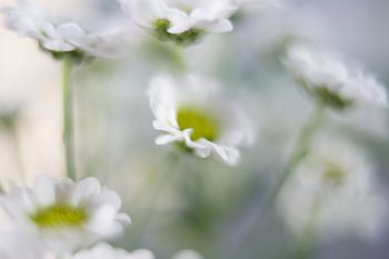 petite fleur