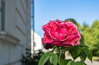 rosa Hochstammrosen in der Alleestraße in Putbus auf Rügen von GH Foto & Artdesign Miniaturansicht