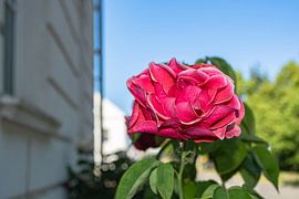 rosa Hochstammrosen in der Alleestraße in Putbus auf Rügen von GH Foto & Artdesign