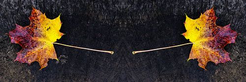 Double leave in autumn