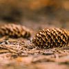 Pine cones on the road by Martijn Tilroe