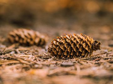 Pine cones on the road