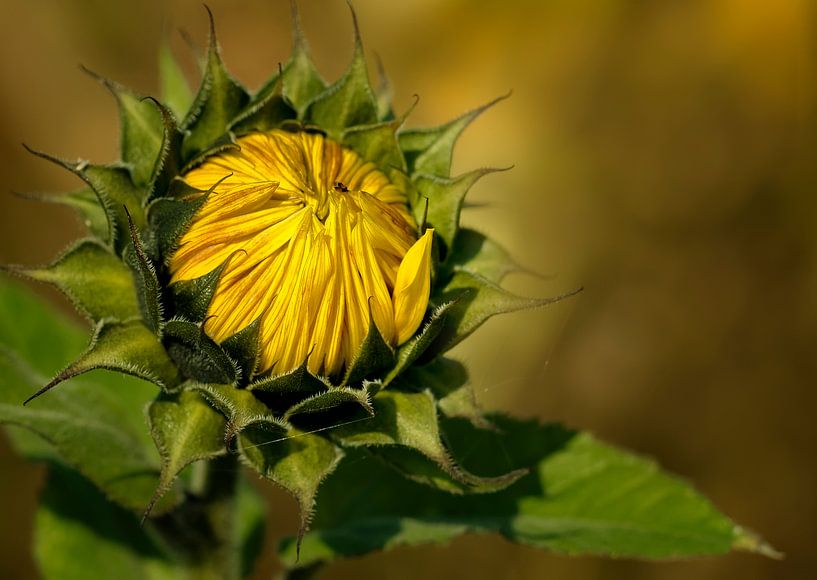 Zonnebloem in de herfst van Ellen Driesse