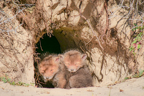 Des petits renardeaux dans leur tanière