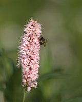 Fleur de pastel avec abeille