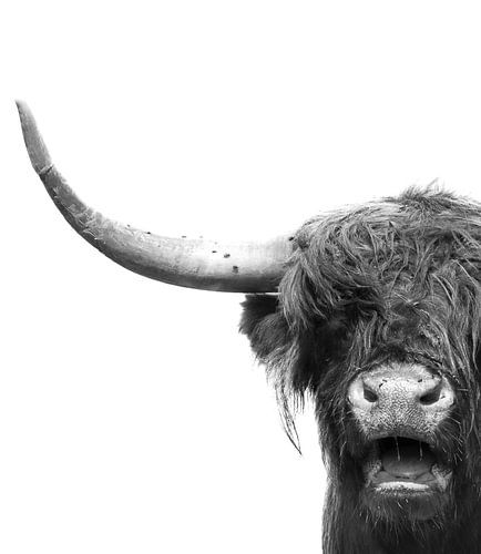 Schotse Hooglander