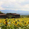 Die Sonnenblumenfelder / Frankreich von Shot it fotografie