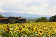Die Sonnenblumenfelder / Frankreich von Shot it fotografie Miniaturansicht