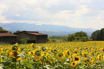 Die Sonnenblumenfelder / Frankreich