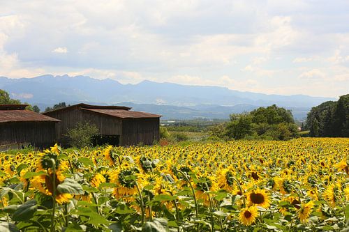 De zonnebloemvelden / Frankrijk