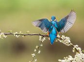 Eisvogel auf Schwarzdorn 1 von Arjen Heeres Miniaturansicht