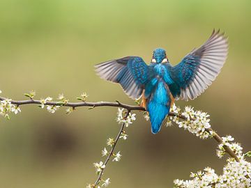 Kingfisher on blackthorn 1 by Arjen Heeres