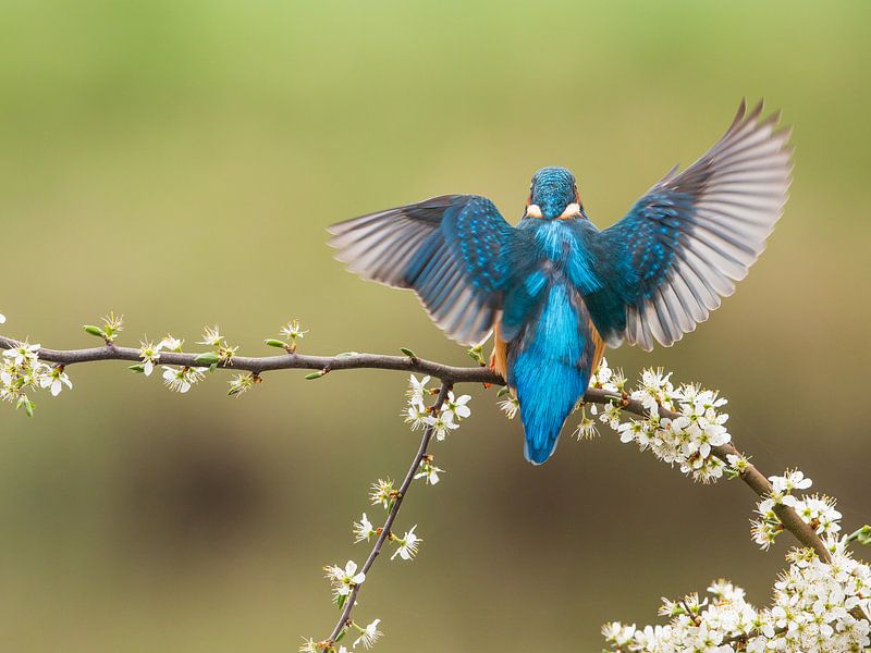 Eisvogel auf Schwarzdorn 1 von Arjen Heeres