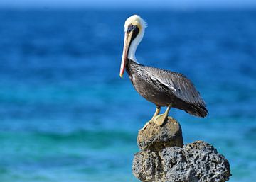 Pelican on the lookout by Pieter JF Smit