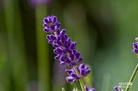 Lavendel