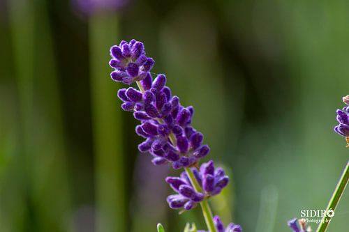 Lavendel van Gabriella Sidiropoulos