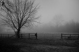 Bünde im Nebel I | Naturschutzgebiet