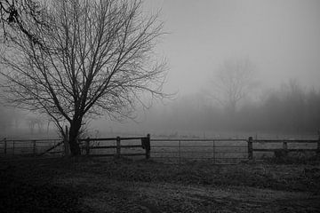 Bünde in de mist I Natuurreservaat van Momentaufnahme | Marius Ahlers