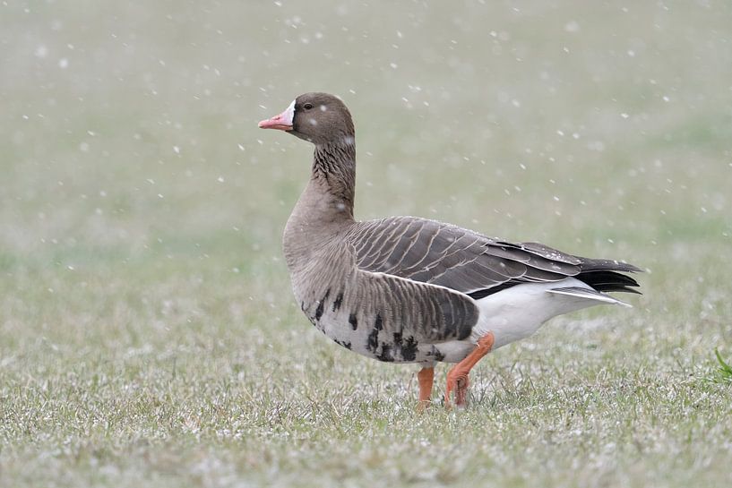 Oie à front blanc ( Anser albifrons ), oie sauvage en hiver avec de faibles chutes de neige sur le R par wunderbare Erde