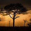 Acacia tree behind beautiful African sunset by Bas Ronteltap