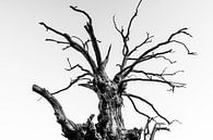 Dead Branches van Jack Turner thumbnail