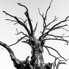 Dead Branches sur Jack Turner