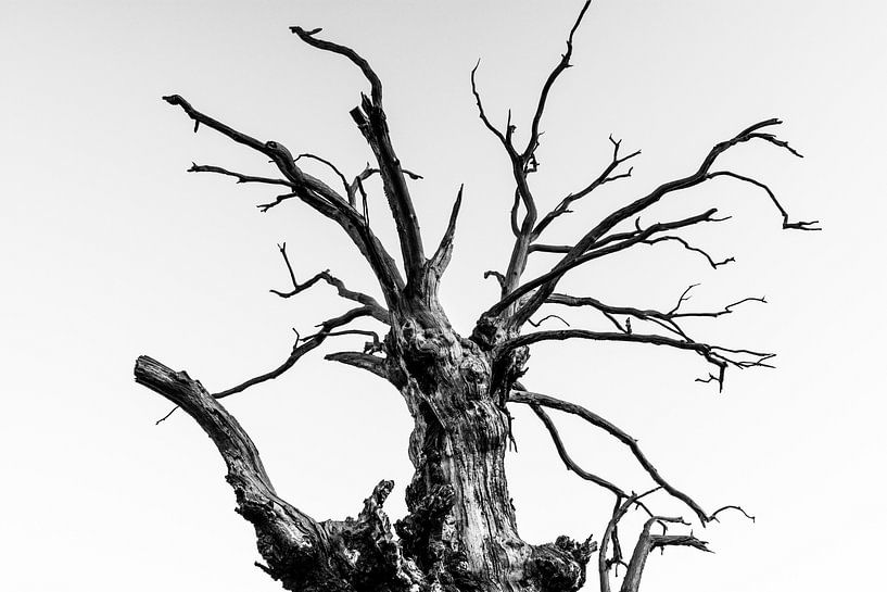 Dead Branches van Jack Turner