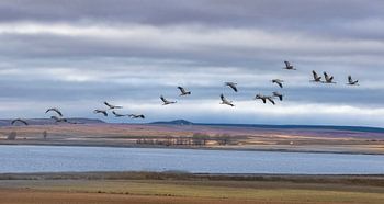 Une volée de grues revient à la lagune de Gallocanta, en Espagne