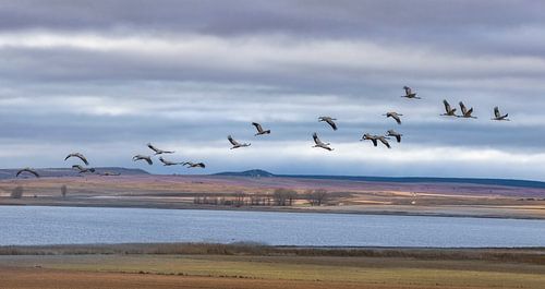 Flock of Cranes Returning to Gallocanta Lagoon, Spain