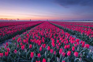 Rote Tulpenfelder bei einem farbenprächtigen Sonnenaufgang mit Windmühlen in Schermerhorn, Niederlande