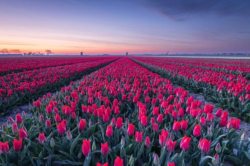 Fields of red tulips at a colourful sunrise with windmills in Schermerhorn, the Netherlands