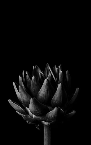 Sculptural Dawn