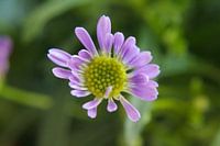 flor
