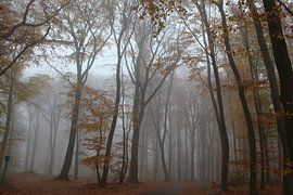 Trees, autumn, nature, fog