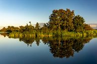 Symmetrical photo of trees, plants and reeds on the waterfront reflecting in the water in Giethoorn, by Dafne Vos thumbnail