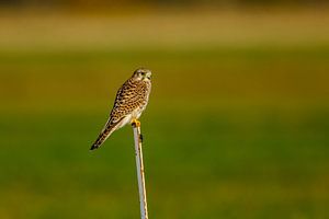 Turmfalke