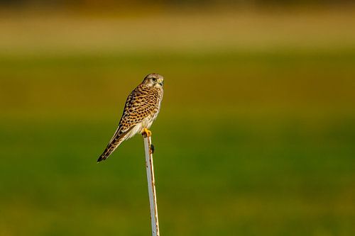 Kestrel