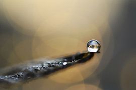 Macro - Floating by Angelique Brunas