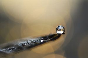 Macro - Floating