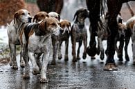 Foxhounds in de regen van Wybrich Warns thumbnail