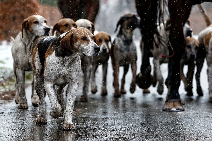 Foxhounds in de regen von Wybrich Warns