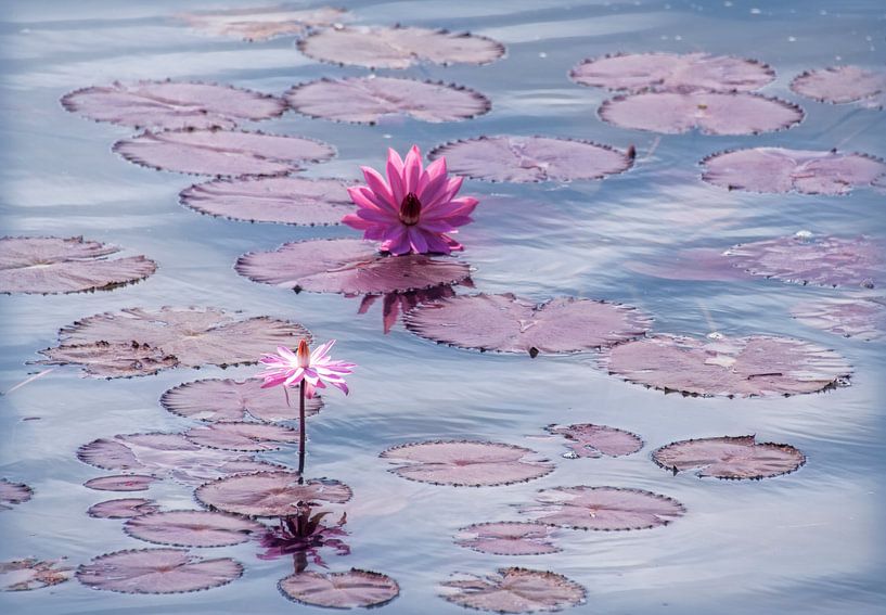 Lotus bloemen in pastel vijver van Marcel van Balken