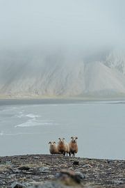 Moutons curieux sur Myrthe Vlasveld
