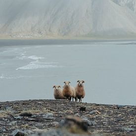 Moutons curieux sur Myrthe Vlasveld