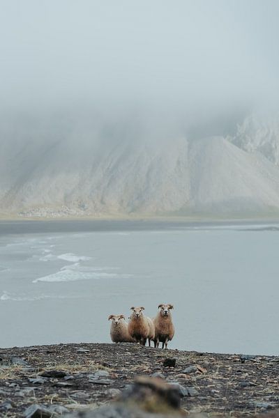 Curious sheeps by Myrthe Vlasveld