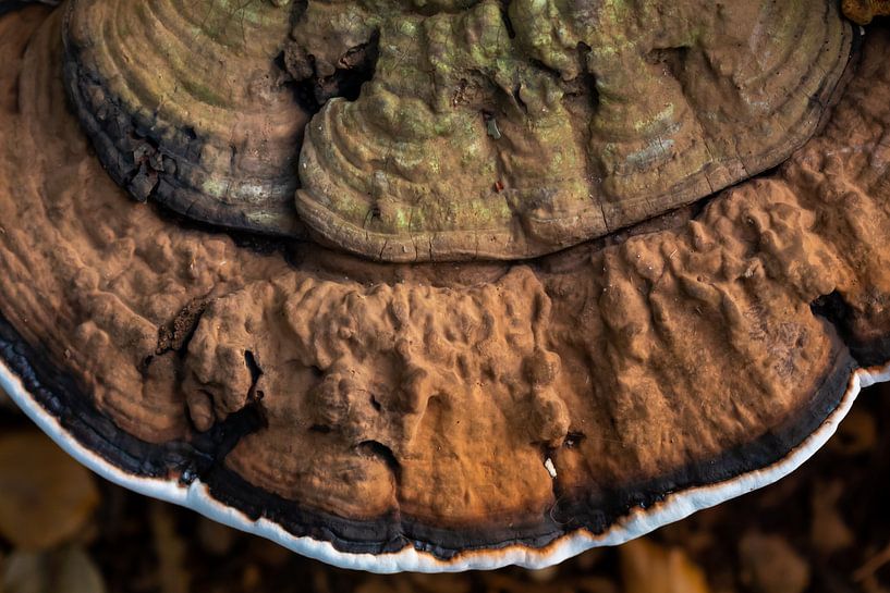 Champignon par Evelyne Renske