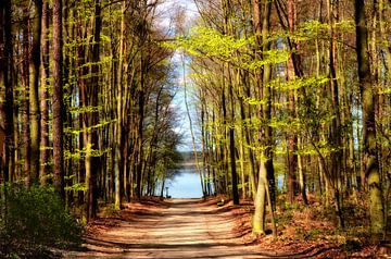 Chemin forestier menant au lac sur Violetta Honkisz