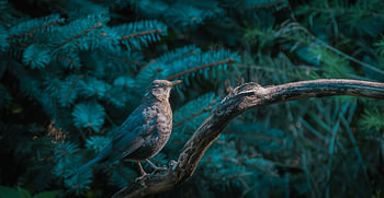 Bird on Branch in Green Light